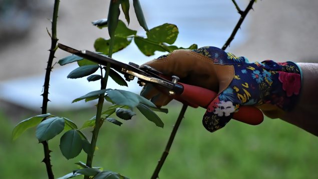 Estas son las plantas que debes podar en otoño