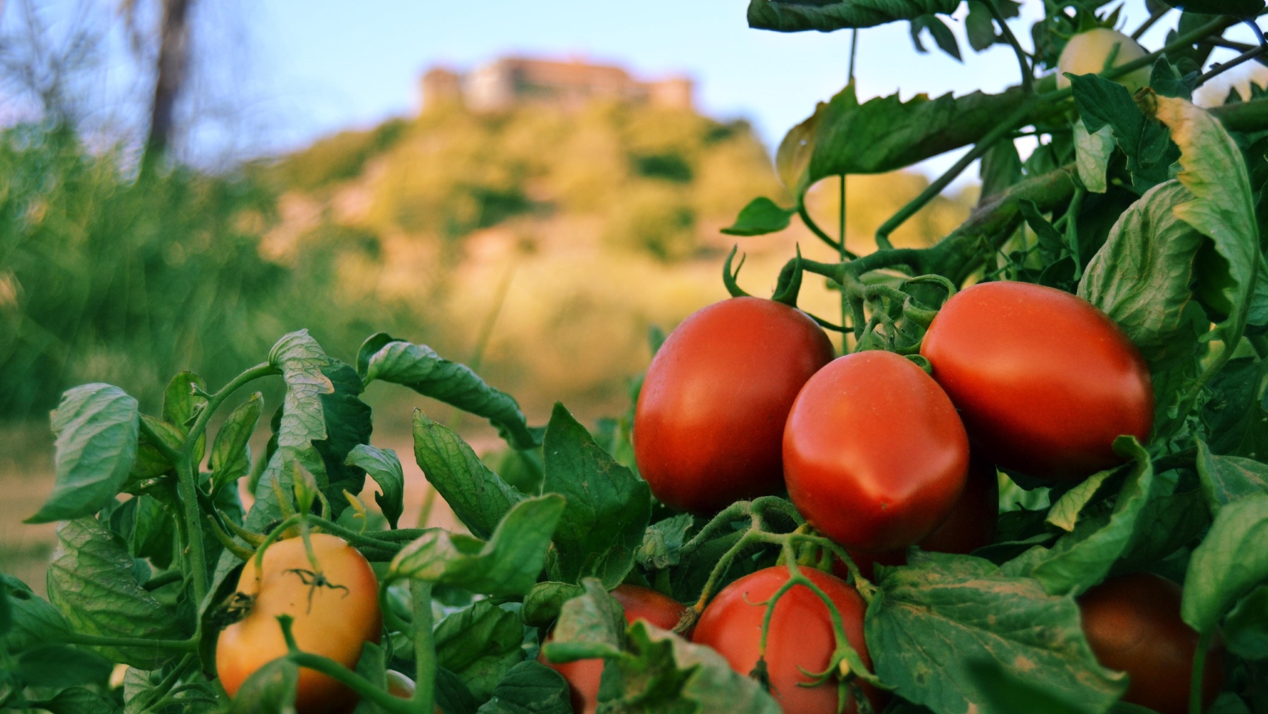 Plantación de tomates (CTAEX).