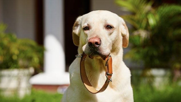 Los 10 mejores collares antipulgas para perros del 2024: recomendaciones y preguntas frecuentes