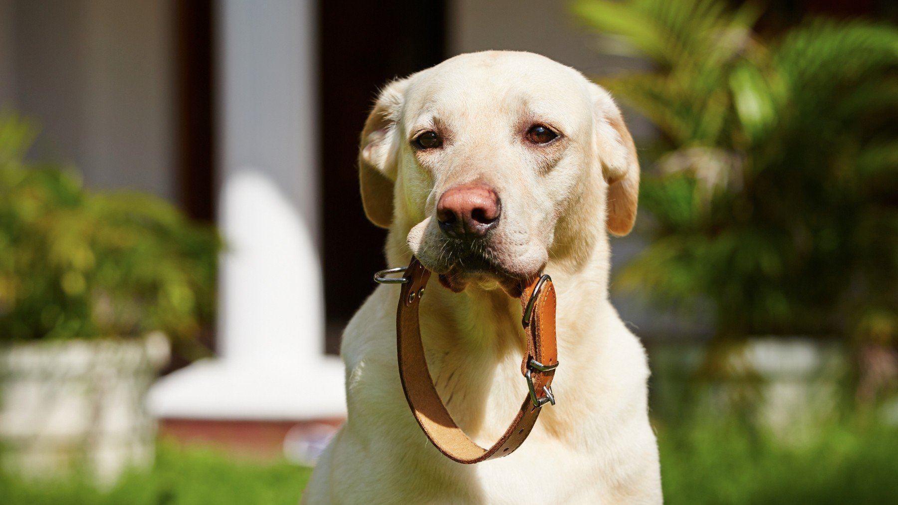 mejores-collares-antipulgas-para-perrosokd