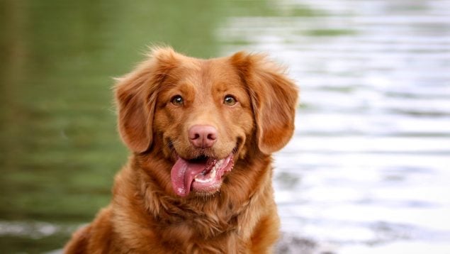 Si tu perro hace esto cuando llegas a casa es por esta razón