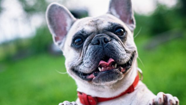 cómo calcular la edad de mi perro