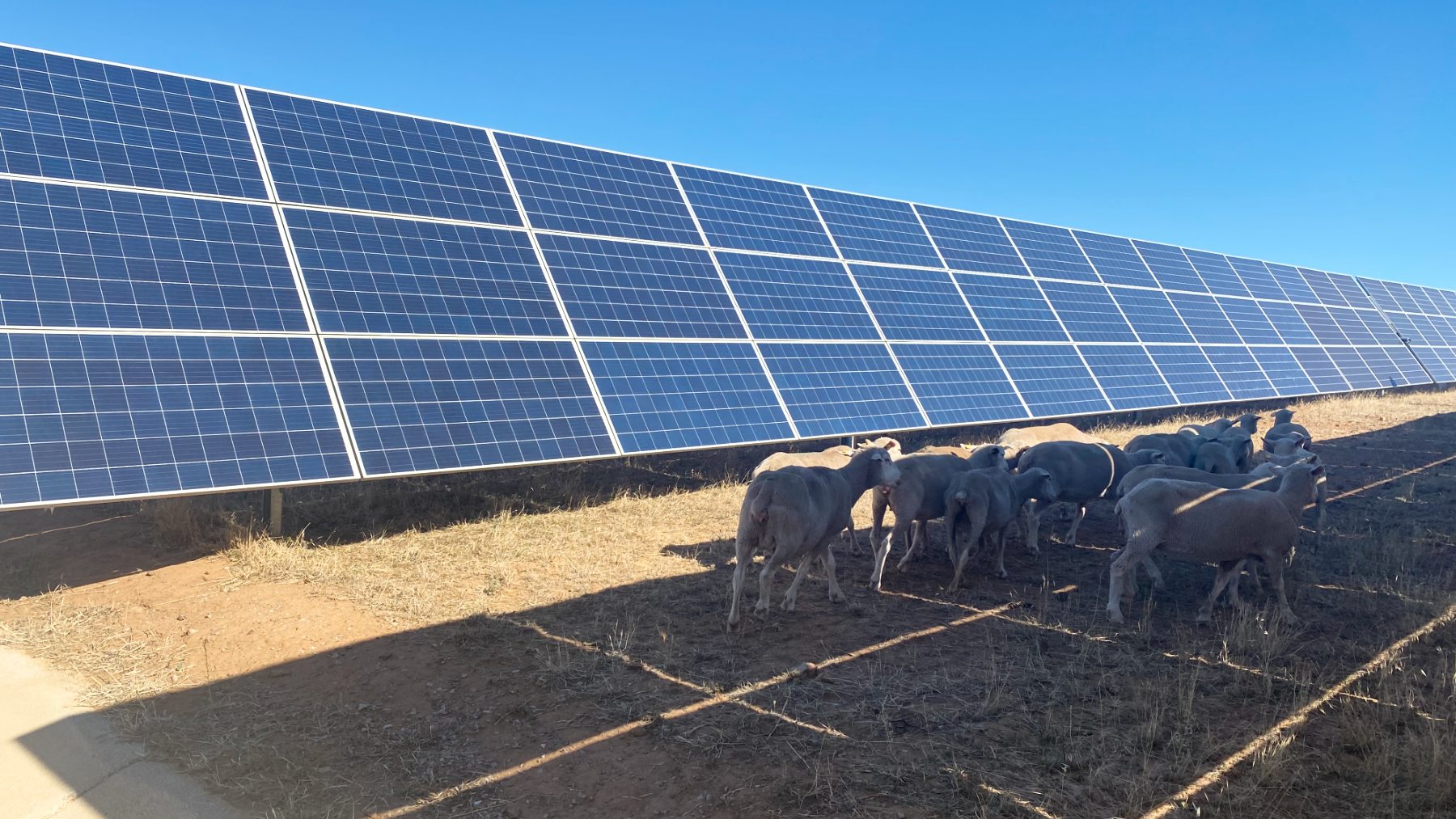 La experiencia piloto de pastoreo fotovoltaico durará hasta diciembre de 2025 en una instalación solar de Extremadura
