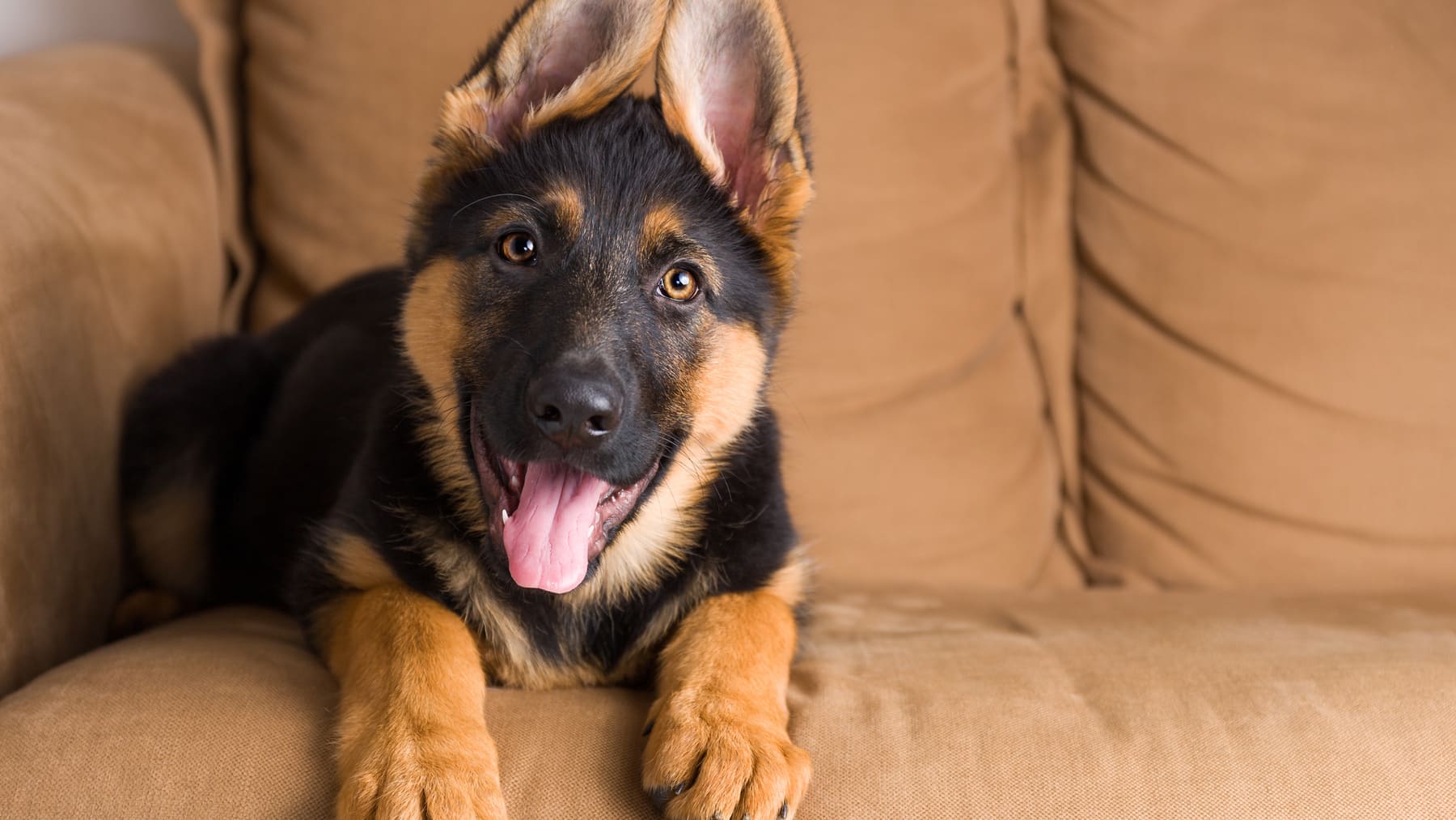 la comida humana acorta la vida de un perro