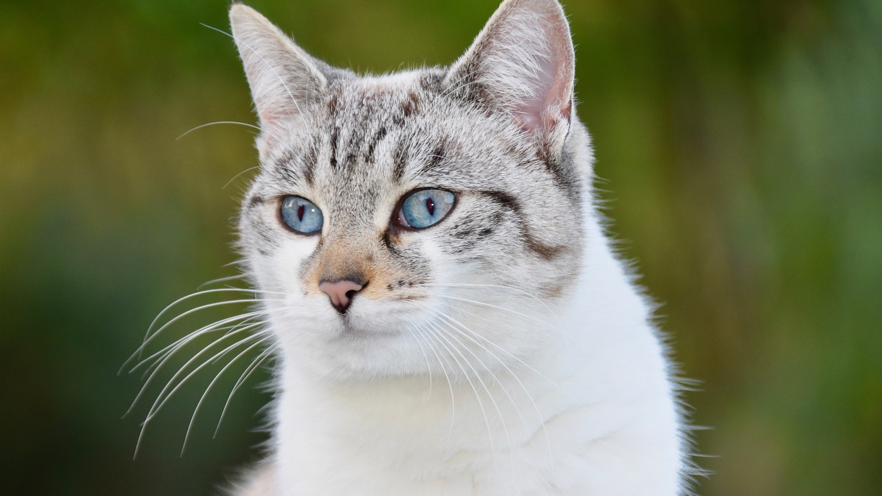 Arenero autolimpiable para gatos: ventajas e inconvenientes
