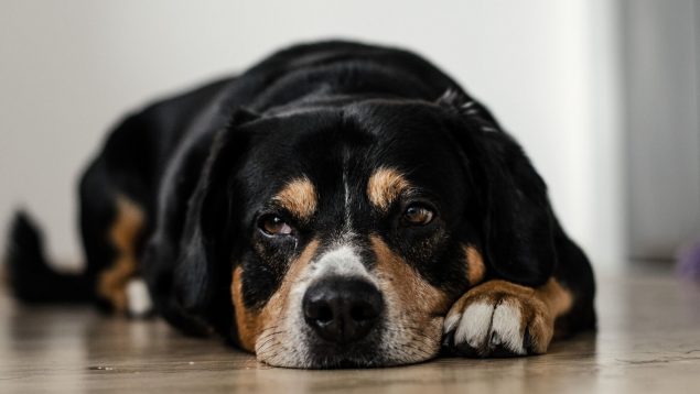 Así puedes saber si a tu perro le duele la cabeza