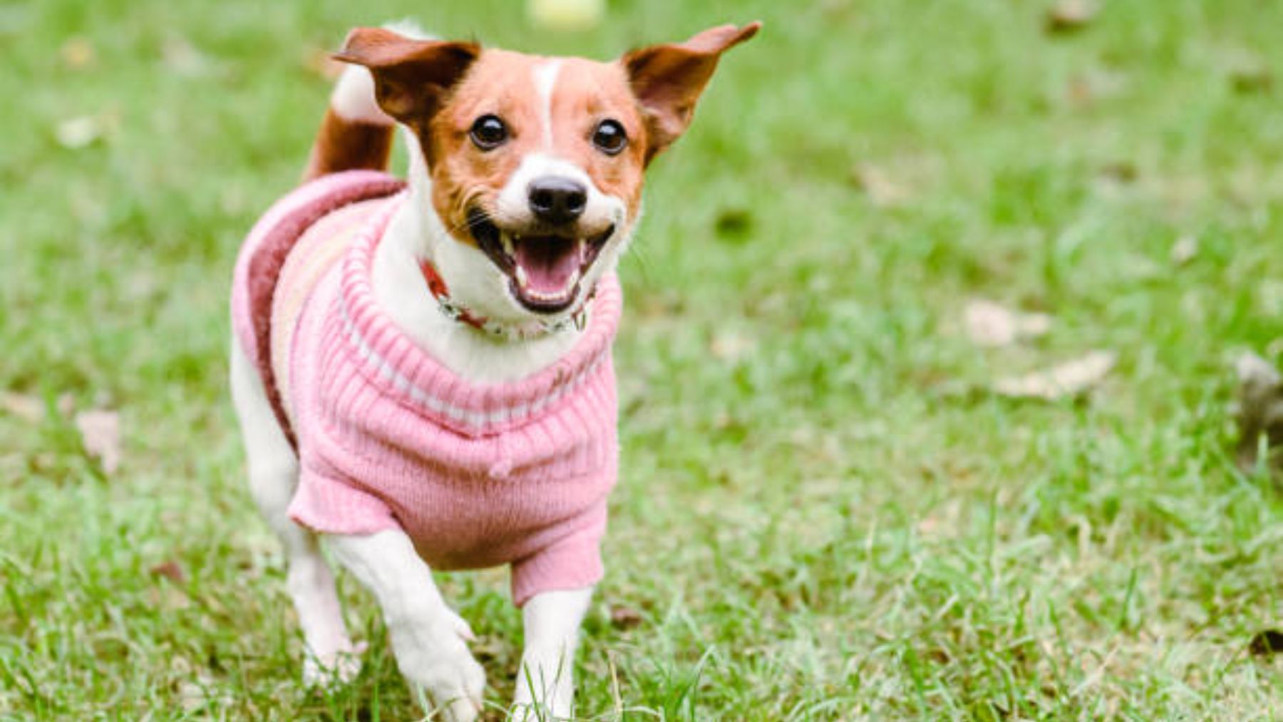 El producto de Temu para que tu perro no pase frío