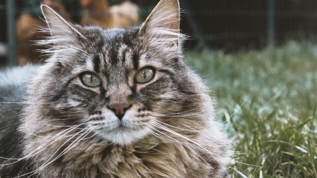 Características y cuidados del gato siberiano