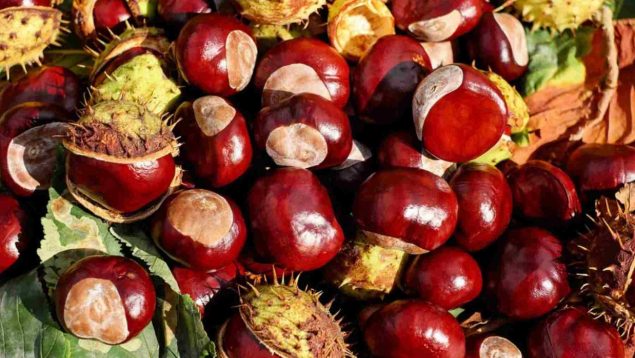 14 alimentos de otoño que tienen muchas propiedades saludables