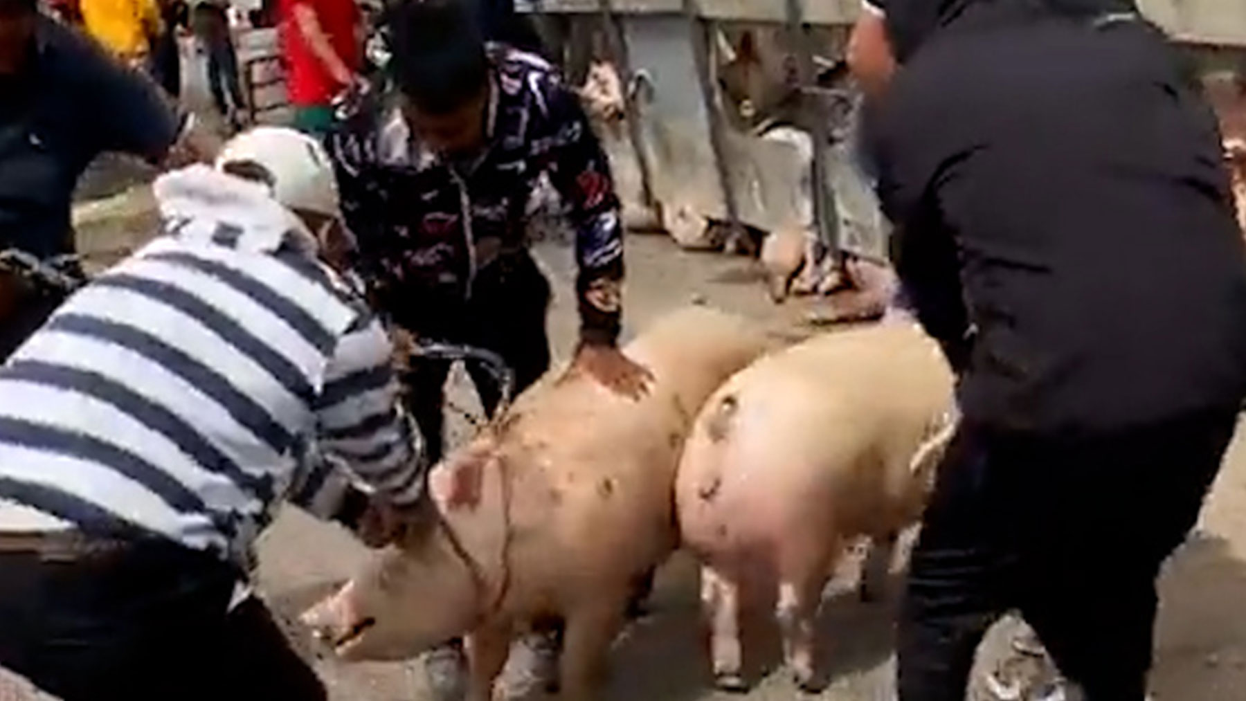 Vecinos roban cerdos en Argentina.