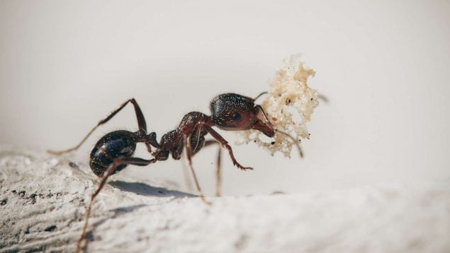 El truco del ajo con el que no volverás a ver un a hormiga dentro de casa