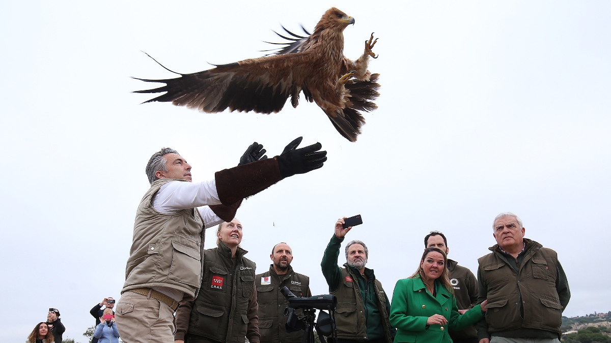 Hasta 120 pollos de águila imperial ibérica han nacido y alcanzado el vuelo este año en territorio regional y la mayor zona de subpoblación es el Monte de El Pardo