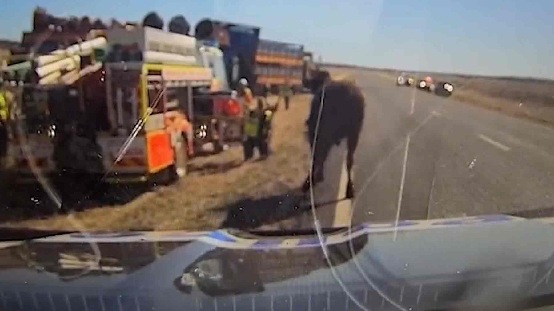 Policía atacado por un toro.