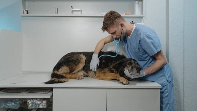 Los requisitos para que te den la ayuda para ir gratis al veterinario: cómo pedirla