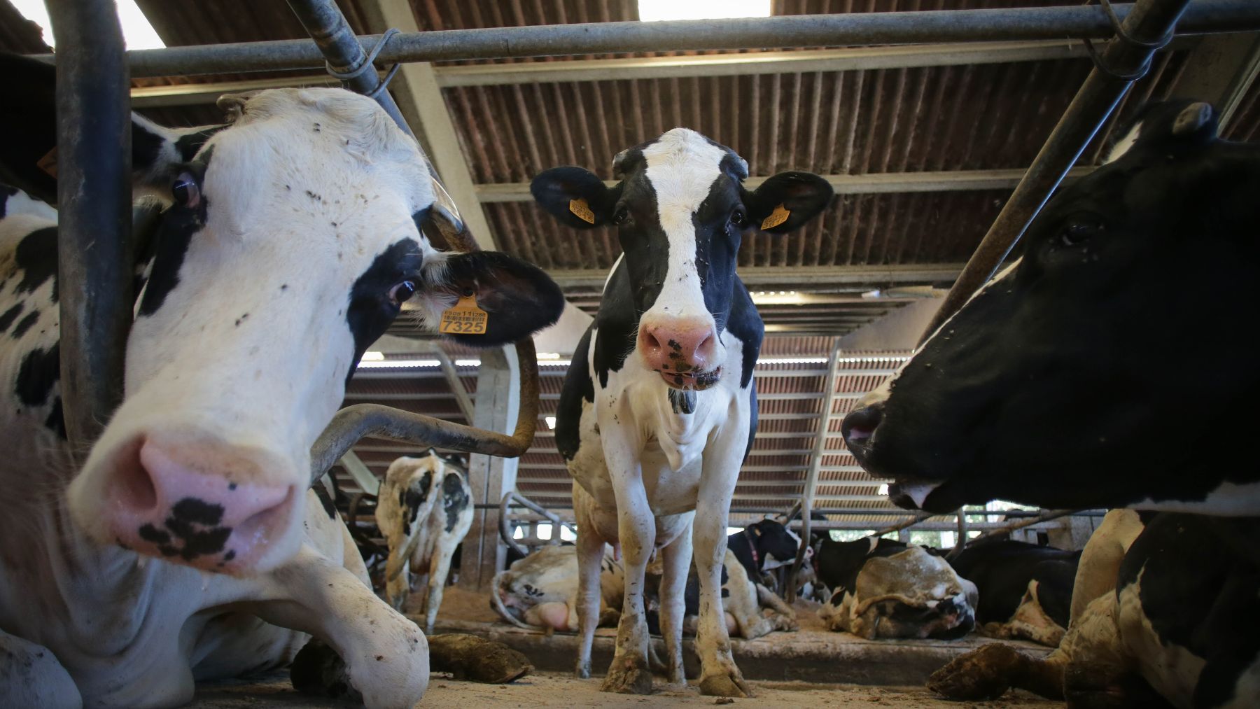 Vacas de una ganadería de lácteos en Chantada (Galicia) (Foto: EP)