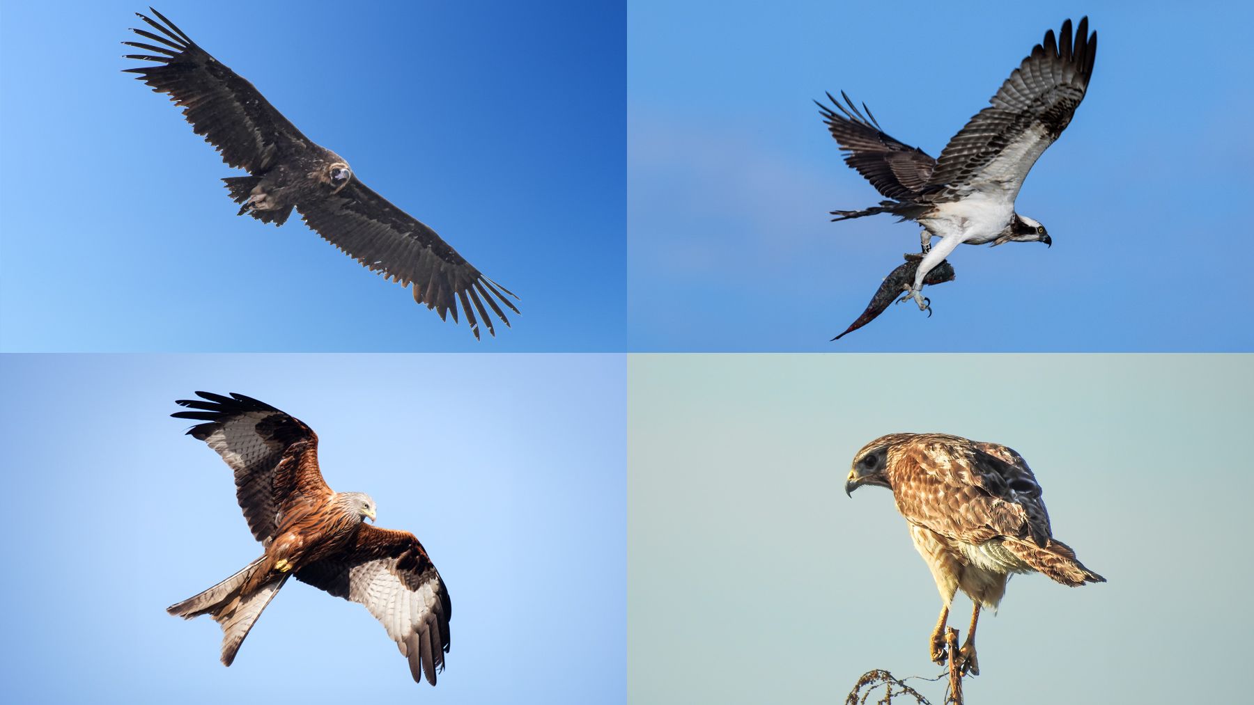 Rapaces de Baleares: buitre negro, águila pescadora, milano y águila real.