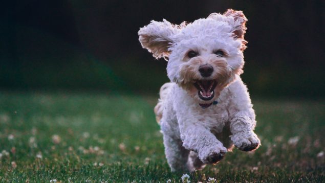 Hay una forma de saber si tu perro es feliz de verdad: tienes que comprobarlo