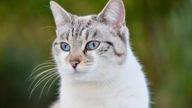 Si tu gato hace esto es que te quiere dominar: toma nota