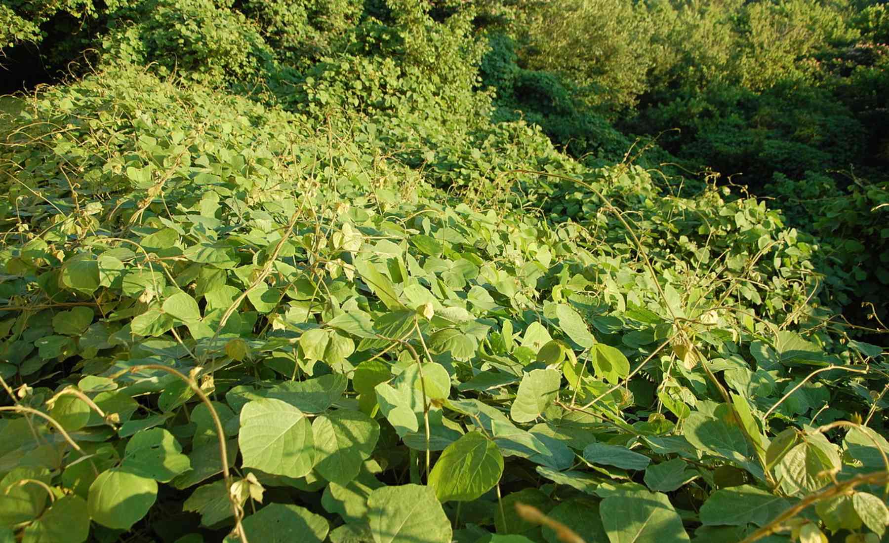 kudzu2