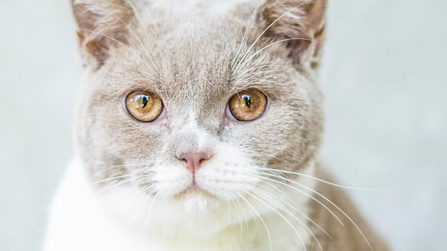 Un estudio lo confirma: estas son las razones por las que no llevamos nuestros gatos al veterinario