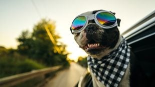 Ley animal, viajar coche perro,