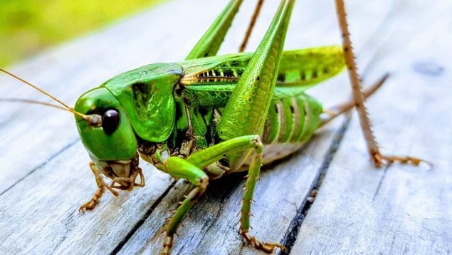 Esto es lo que nos puede pasar si desaparecen los insectos: ojo, las consecuencias son terribles