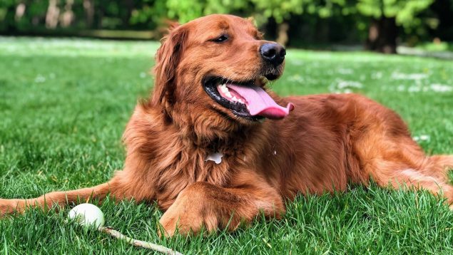 ¿Tú también vives a menudo este momento incómodo con tu perro? Hay una explicación