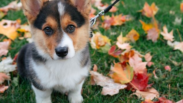 Si tu perro remueve la tierra cuando hace sus necesidades es por esta razón