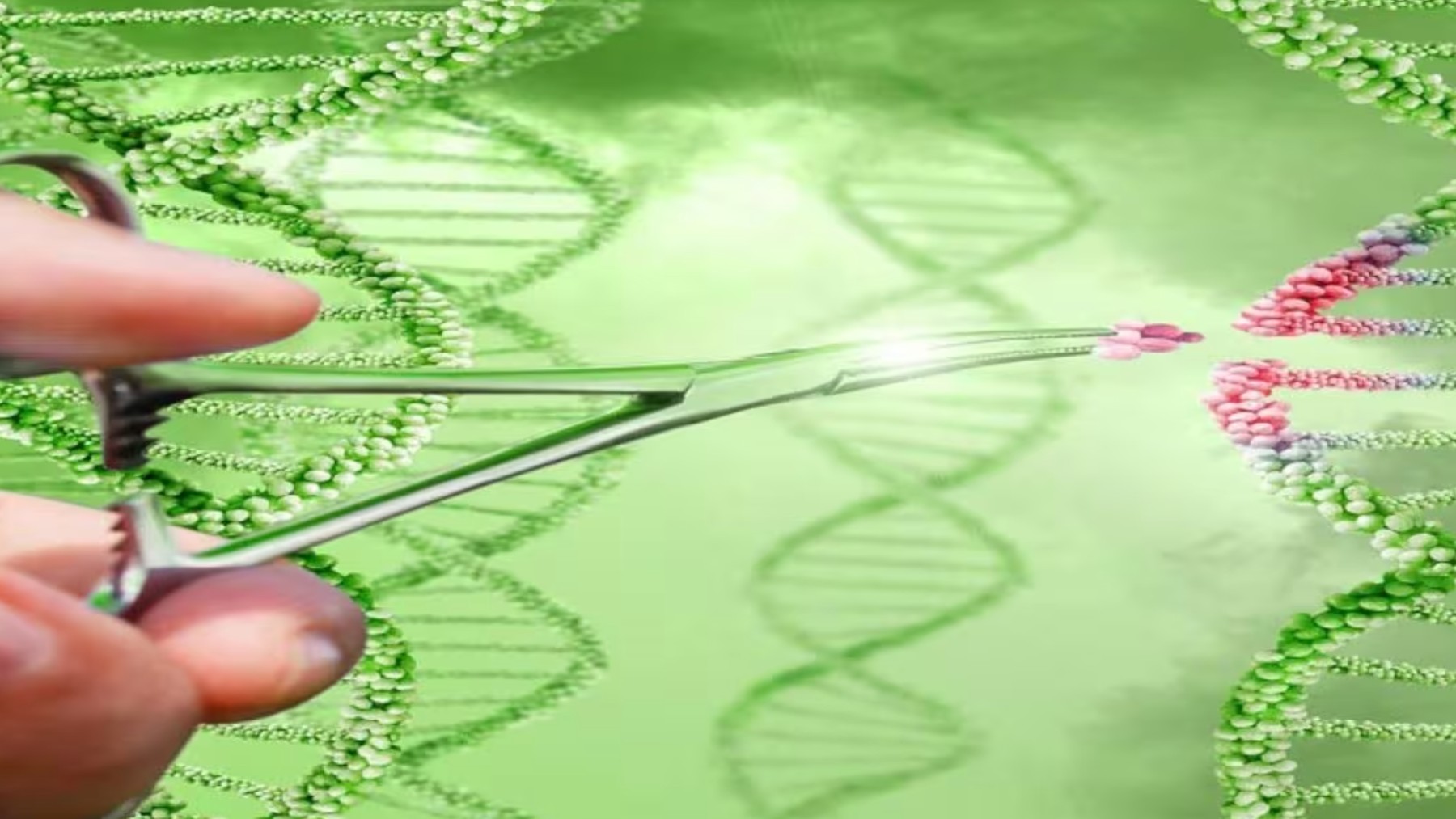 CRISPR: nuevo tratamiento genético para la anemia de células falciformes.