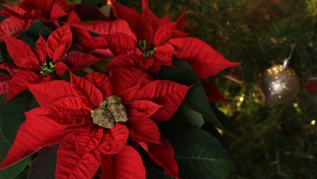 Cómo cuidar las plantas de Navidad durante esta temporada