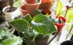 Ni en el baño ni en la habitación: éste es el lugar de casa en el que debes poner un ficus, según el Feng Shui