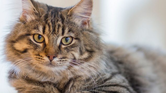 Esta es la verdadera edad de tu gato: llevas mucho tiempo engañado