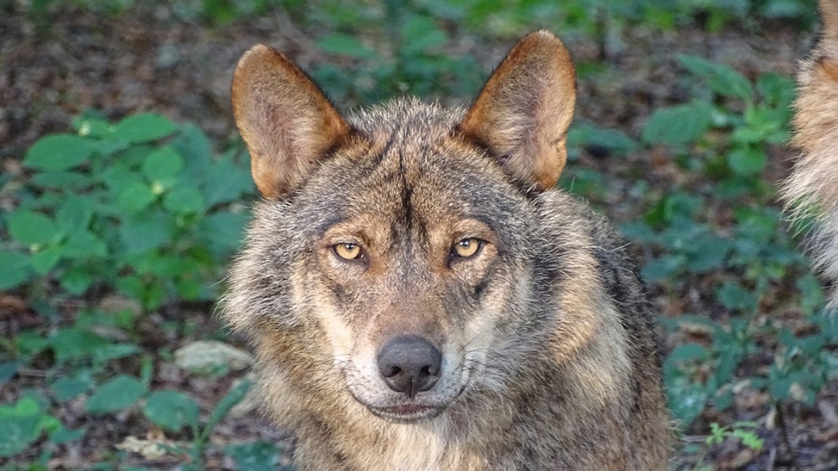 Tras la petición de rebajar la protección lobo, las reacciones de distintos sectores no se ha hecho esperar (Foto Europa Press)