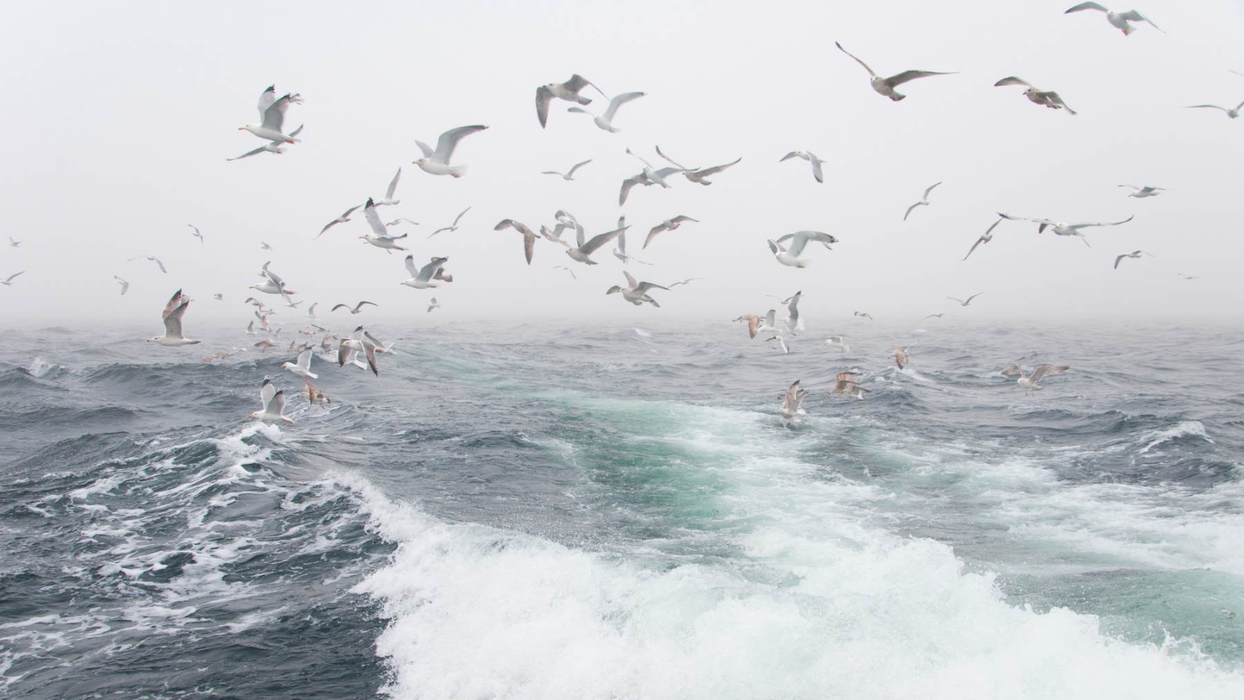 La IA desvela que las olas monstruosas suceden todo el tiempo: qué consecuencias tiene