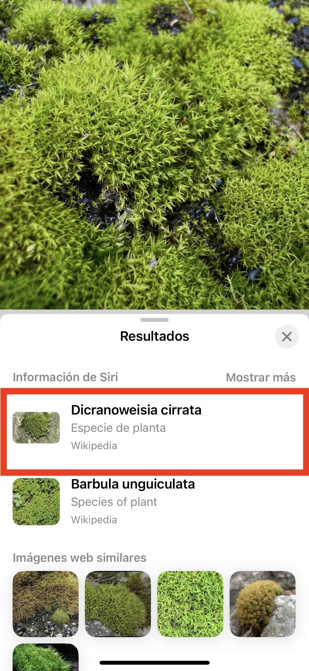 Tu iPhone te ayuda a saber qué planta has fotografiado