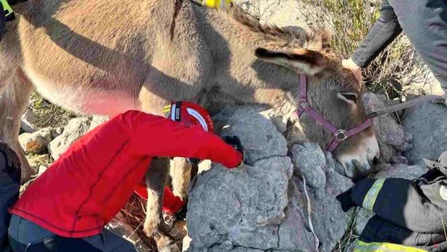Rescatan burro