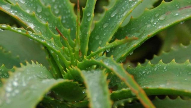 Todos los usos del gel de aloe vera que no sabes