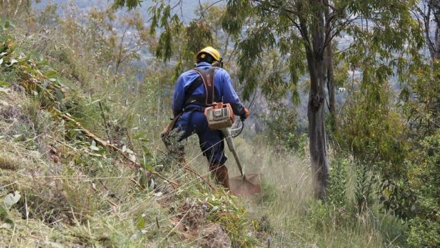 Las labores de tala y poda de Endesa conservan la biodiversidad y crean más de 2.000 empleos al año