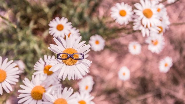 Planta con gafas