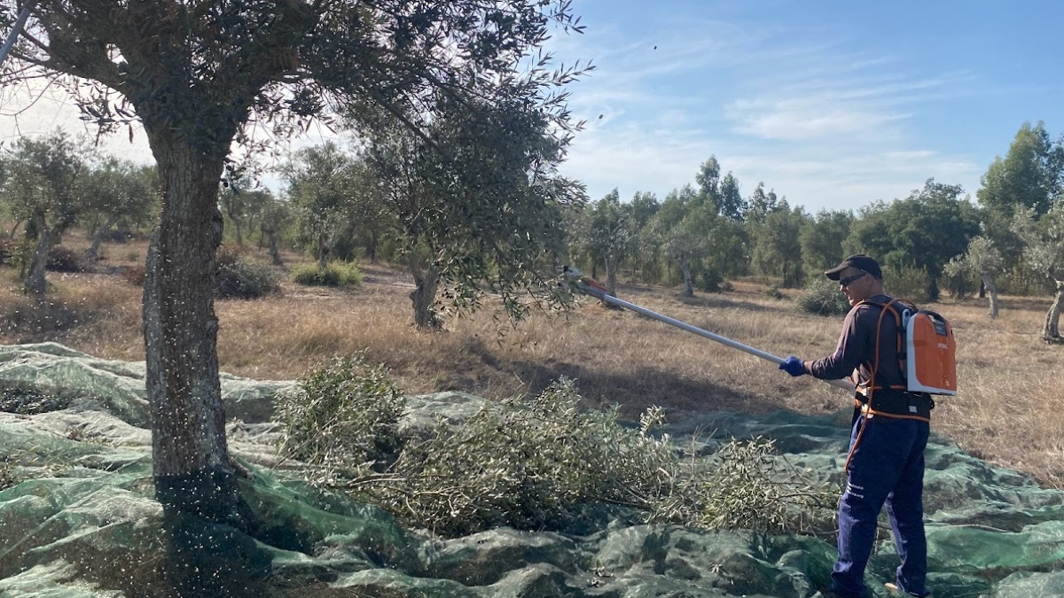 Más de 2.100 olivos recuperados este año en la península ibérica gracias a los proyectos de transición justa