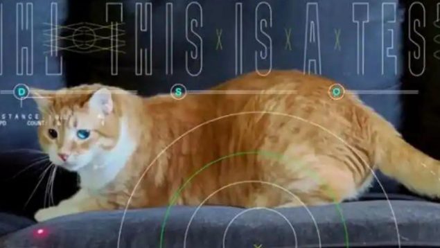 Te explicamos por qué el vídeo de un gato ha roto todos los esquemas a los científicos de la NASA