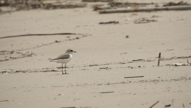 Chorlitejo patinegro ©SEO_BirdLife