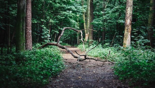 Creando bosques