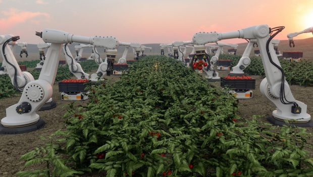Plantación en el espacio