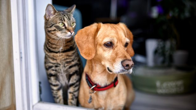 perros gatos regalan Reyes abandonados