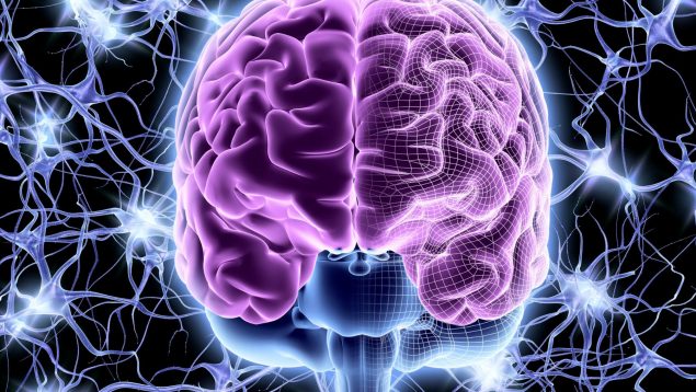 Científicos descubren transformación en el cerebro tras cumplir los 40