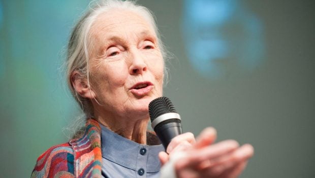 Jane Goodall muere, chimpancés, primates