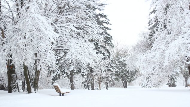Abre en Madrid el jardín de nieve 'pet friendly'y para toda la familia