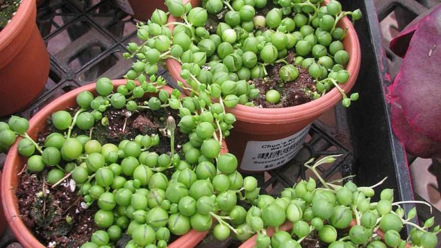 Lo agradecerás: los consejos para tener la planta rosario impoluta