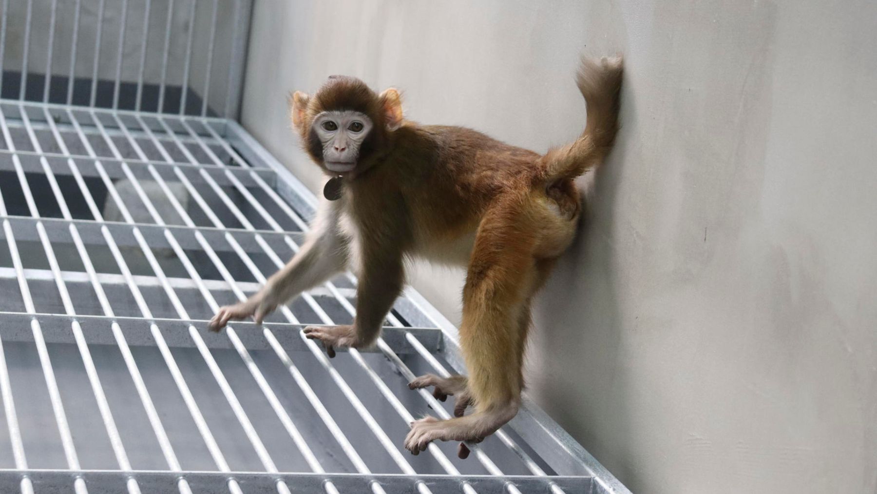 Científicos chinos clonan con éxito un mono rhesus